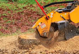 Trusted Frackville, PA Tree Care Experts